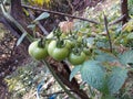 Kumda or pumpkin is a terrestria,Its flower is yellow colored, Royalty Free Stock Photo